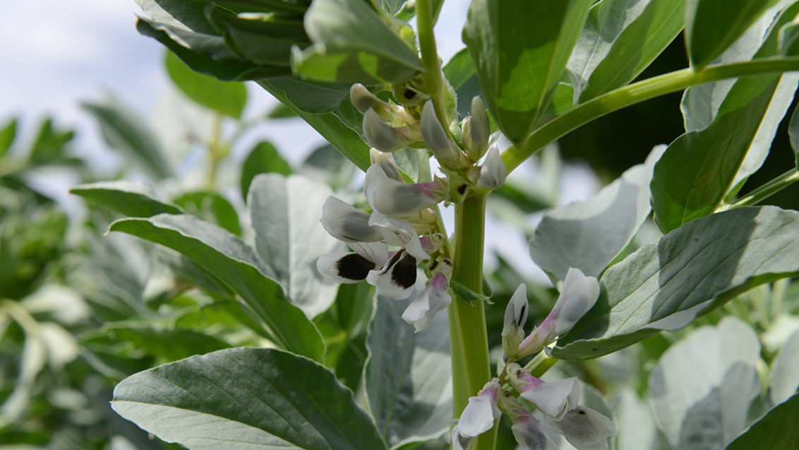 Bean crop in flower