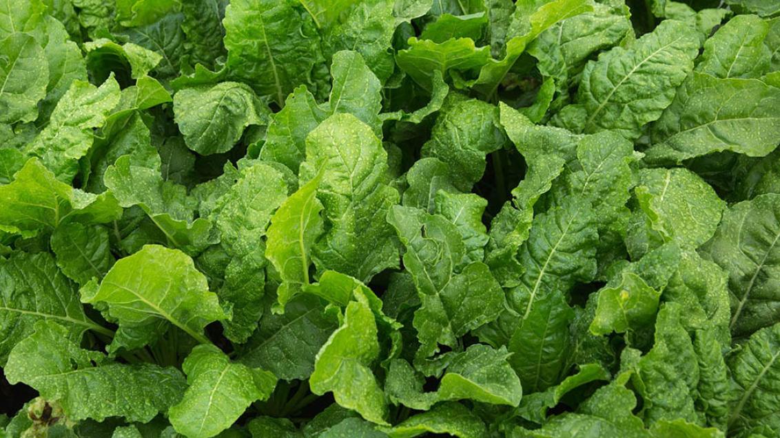 1024_x_576_wet_leaf_surfaces_on_beet.jpg