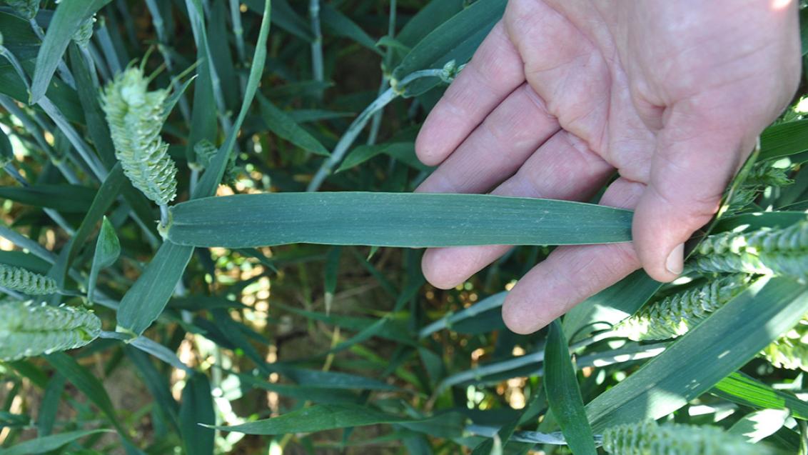 Clean wheat flag leaves