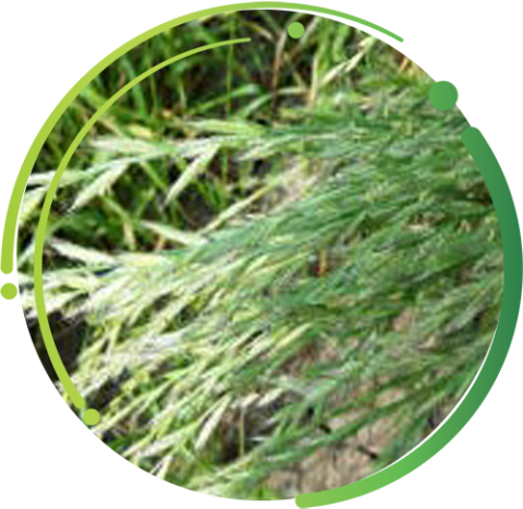 Major Baring Rye Control strategies for major grass weeds | Syngenta