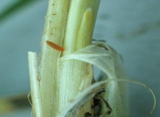 Orange Blossom Midge on Barley