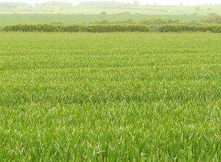 Barley trial showing different crop heights