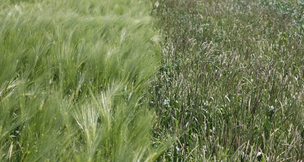 Black grass in Hyvido (left) vs Black grass in winter wheat (right).jpg