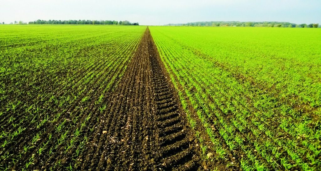 Hyvido Barley Split Field