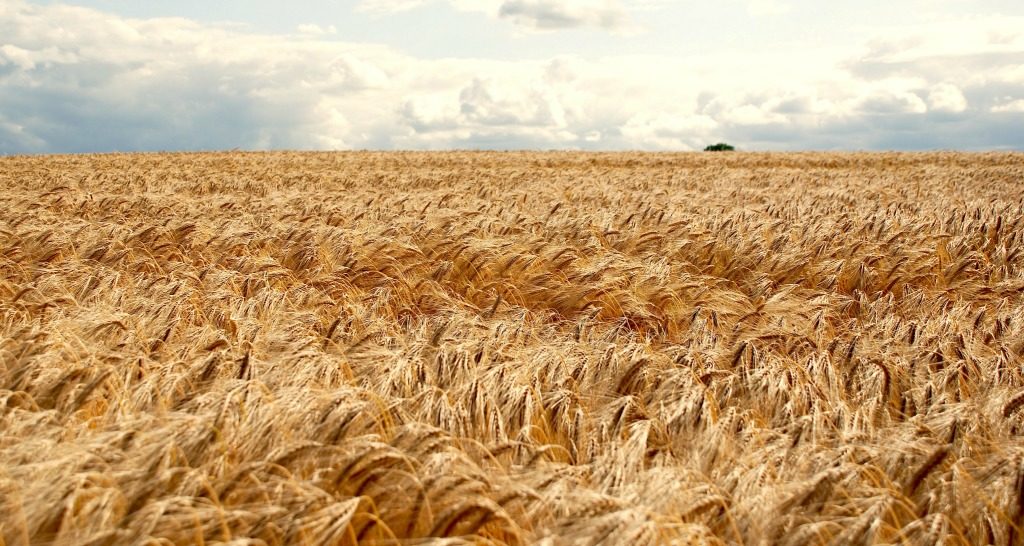 Hybrid Barley Field