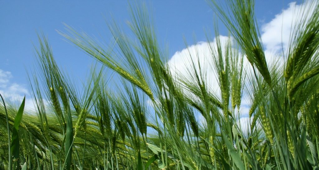 HYVIDO Hybrid Barley Crop