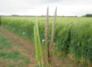 Black grass