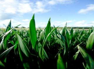 Wheat Crop with PGR