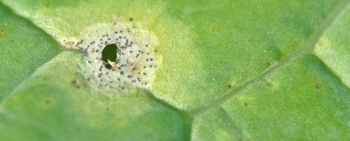 Phoma lesion on leaf