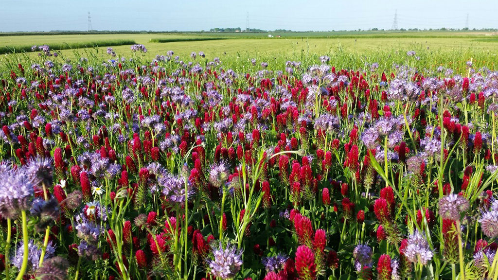 Purple and Fuchsia Operation Pollinator Annual Wildflower Mix alongside Cereals