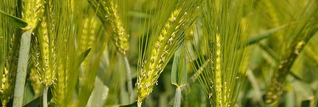 Hybrid Barley