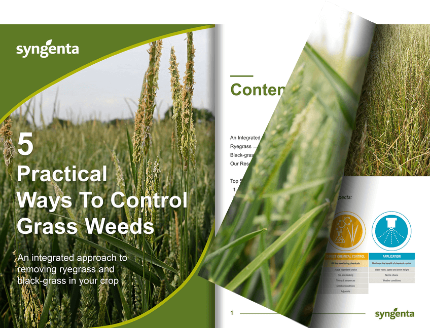 Free expert guide from Syngenta on grass weed control. Top tactics to reduce black-grass and ryegrass in your cereal crop. 