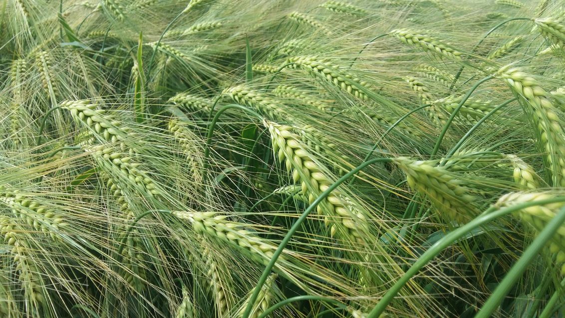 Hybrid_Barley