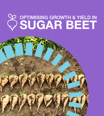 Optimising Growth & Yield in Sugar Beet
