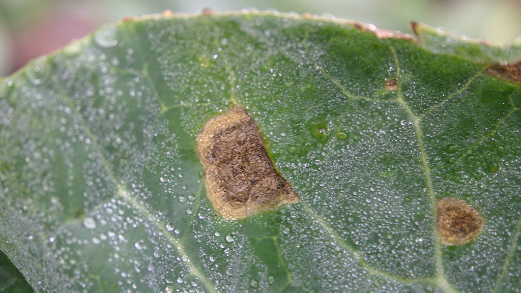 Ringspot on brassica leaf