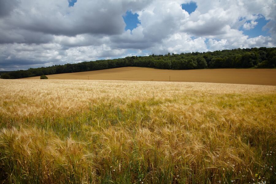 Barley field with a forest in the background and blue skies with some clouds