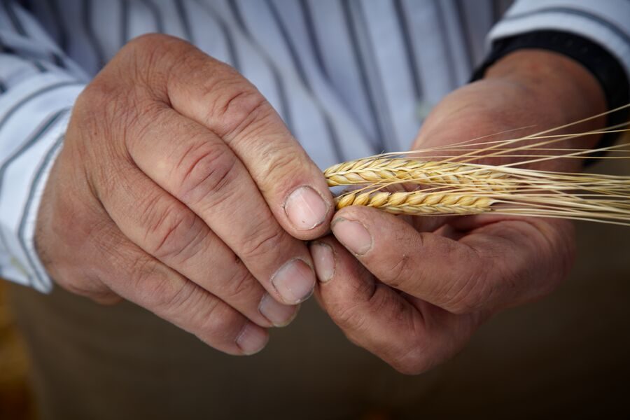 Barley crops in a person's hands