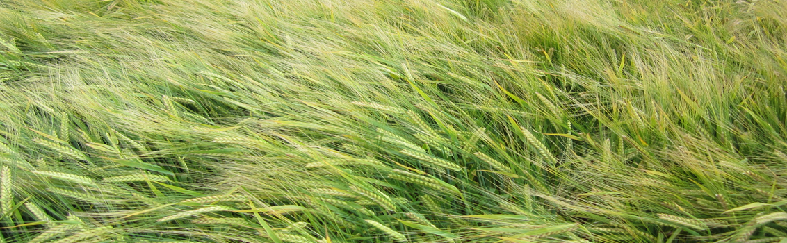spring_barley_crop