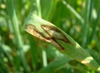 Rhynchosporium on Barley