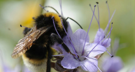 Operation Pollinator bee