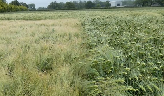 Hybrid Barley Fights Black Grass