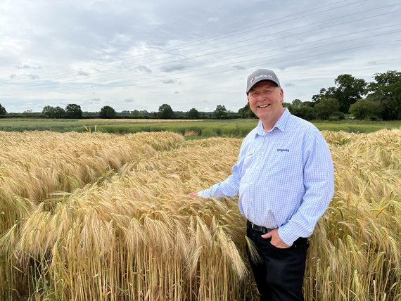 Hybrid_barley_field