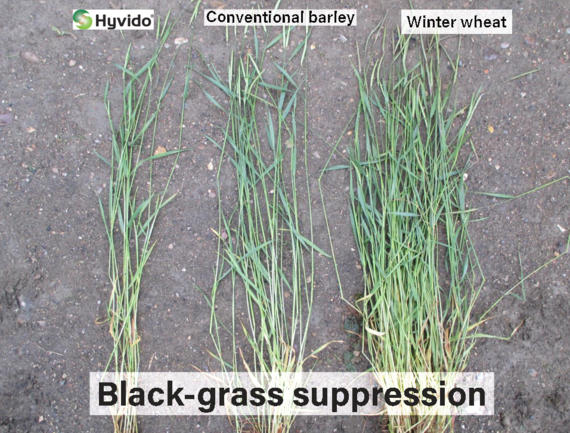 black_grass_suppression