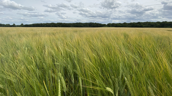 Winter-Barley-field