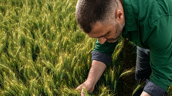 cereal-confidence-teaser-button-grassweed-control