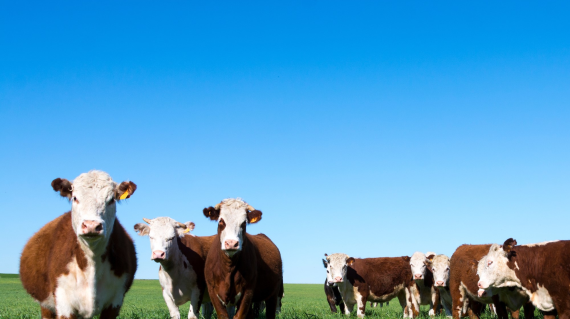 Cows