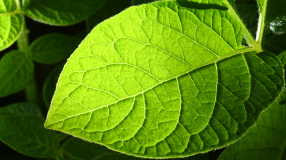 leaf