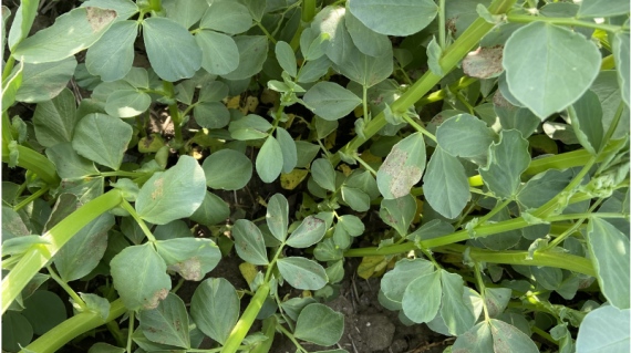 Beans - downy mildew