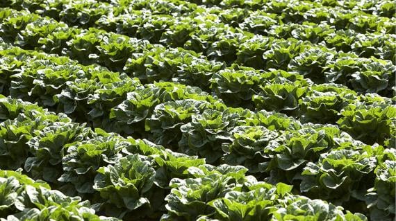 Lettuce field