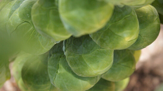 Banner - Brassica Disease Technical Update