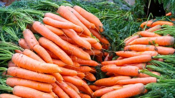 Carrot