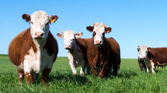 Cows