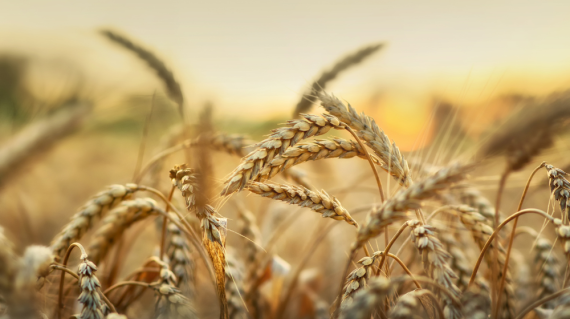 Elatus Era wheat