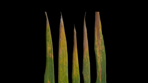 Miravis leaf