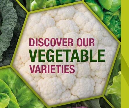 Syngenta Vegetable Seeds