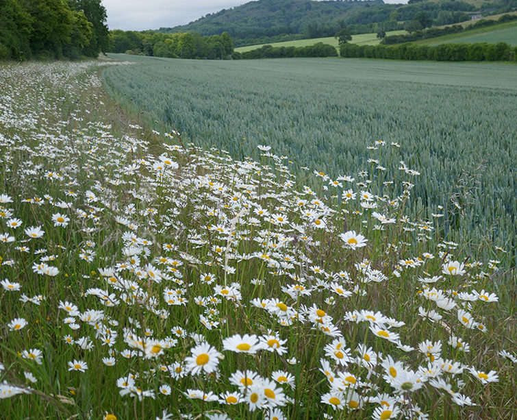 Wildflower margin alongside wheat