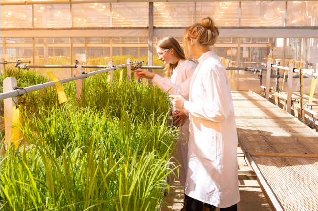 glasshouse with chemists