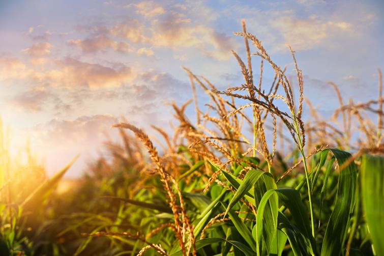 agronomy.jpg