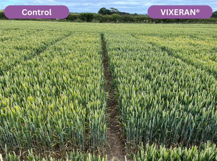 Control vs Vixeran