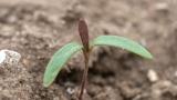 BindweedLong, reddish green cotyledons. Heart-shaped first true leaves with rounded lobes at the base.