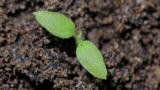Black nightshadeSharply pointed, hairy, often purplish cotyledon. First true leaves hairy, dull, dark green.
