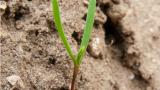 KnotgrassLong, crimson hypocotyl. Cotyledons are long, narrow and thick looking, set at 40° angle.