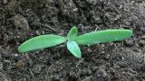 OracheLong, narrow, mealy, pale green cotyledon. First true leaves are mealy, green with a little purpling.