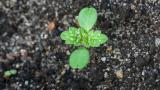 Small nettleCotyledons appear close to the ground, hairy and notched at the end.