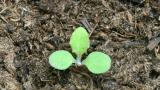SowthistleOval, medium-sized cotyledons that are close to the ground.