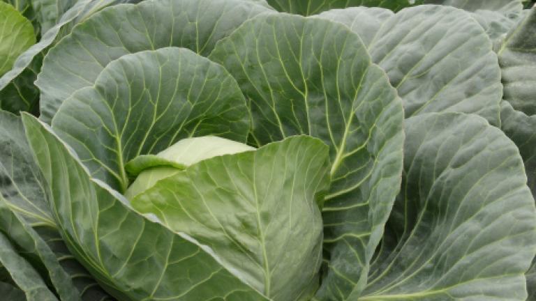 Vegetables